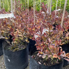 Pseudowintera colorata 'Red Hot' (Horopito) plants at Leafland.