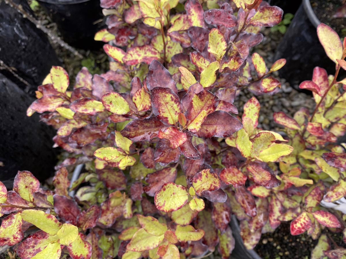 Pseudowintera colorata 'Red Leopard' (Horopito) foliage.