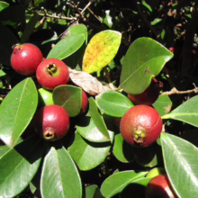 Cluster of ripe strawberry guava fruits with glossy green leaves on a branch. The small, round guavas are a vibrant red color, offering a glimpse of this tropical treat.