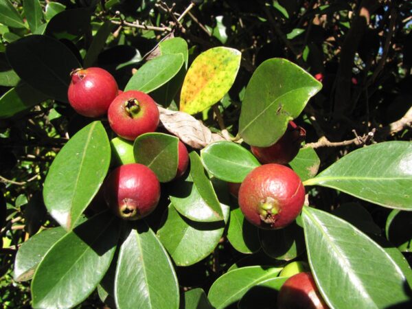 <i>Psidium cattleyanum</i> var. <i>cattleyanum</i> - Image 2