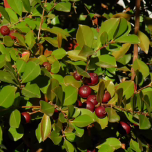 Lush jaboticaba tree branch laden with ripe, dark red fruit amidst vibrant green leaves. The glossy fruit and leaves create a visually appealing contrast under natural sunlight.