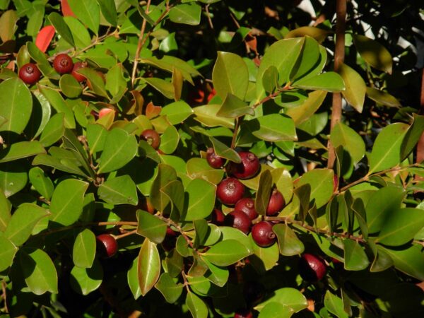 <i>Psidium cattleyanum</i> var. <i>cattleyanum</i> - Image 3