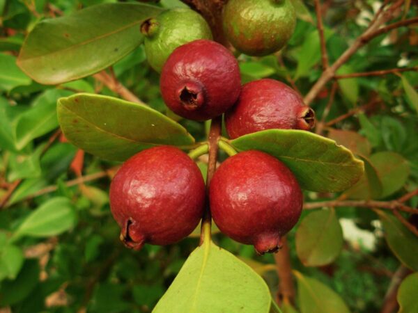 <i>Psidium cattleyanum</i> var. <i>cattleyanum</i>