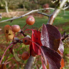 Pyrus betulifolia 'Autumn Leaves' foliage.