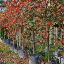 Pyrus betulifolia 'Autumn Leaves' at Leafland.
