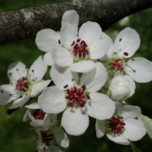 Pyrus betulifolia 'Autumn Leaves' flower.