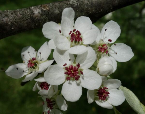 <i>Pyrus betulifolia</i> 'Autumn Leaves' - Image 4