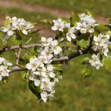 Branch of a pear tree in full bloom, showcasing clusters of delicate white flowers with yellow stamens and small green leaves against a blurred green background.