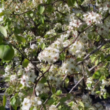 Bradford pear tree in full bloom, covered in clusters of white flowers with green leaves, showcasing the beauty of spring.