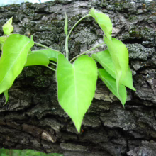 Bright green leaves sprout from the rough, textured bark of a tree branch. The fresh foliage contrasts sharply with the dark bark, highlighting new growth.