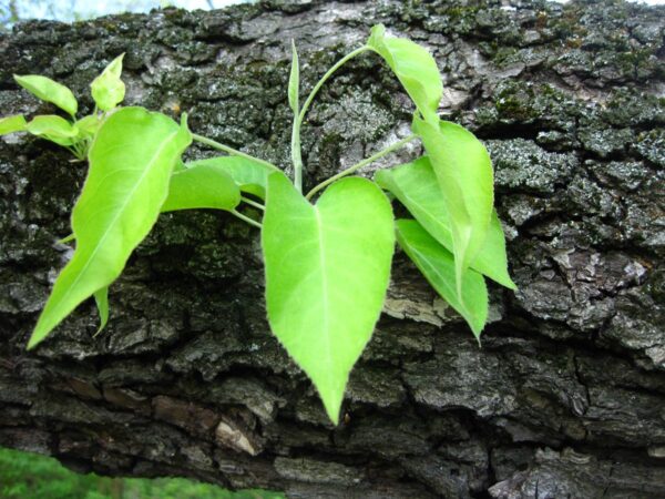 <i>Pyrus betulifolia</i> 'Autumn Leaves' - Image 7