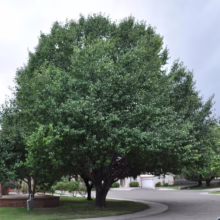 Pyrus calleryana 'Aristocrat' (Callery Pear)