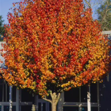 Pyrus calleryana 'Aristocrat' (Callery Pear) Autumn