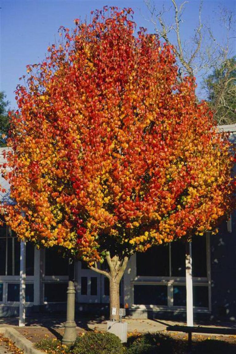 Pyrus calleryana 'Aristocrat' (Callery Pear) Autumn