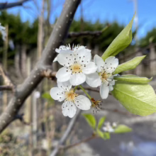 Pyrus calleryana 'Aristocrat' (Callery Pear) Flower