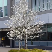Pyrus calleryana 'Aristocrat' (Callery Pear) Spring