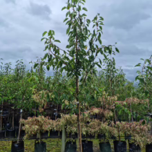 Pyrus calleryana 'Aristocrat' (Callery Pear)