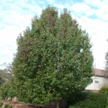 Pyrus calleryana 'Aristocrat' (Callery Pear)