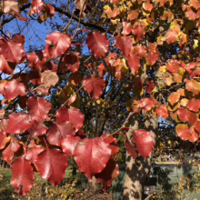 Pyrus calleryana 'Bradford' (Callery Pear) autumn foliage.