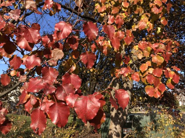 <i>Pyrus calleryana</i> 'Bradford' - Image 3