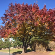 Pyrus calleryana 'Bradford' (Callery Pear) in autumn.