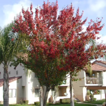 Pyrus calleryana 'Bradford' (Callery Pear) in early autumn.