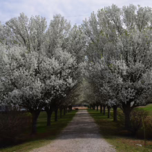 Pyrus calleryana 'Bradford' (Callery Pear) as an avenue.