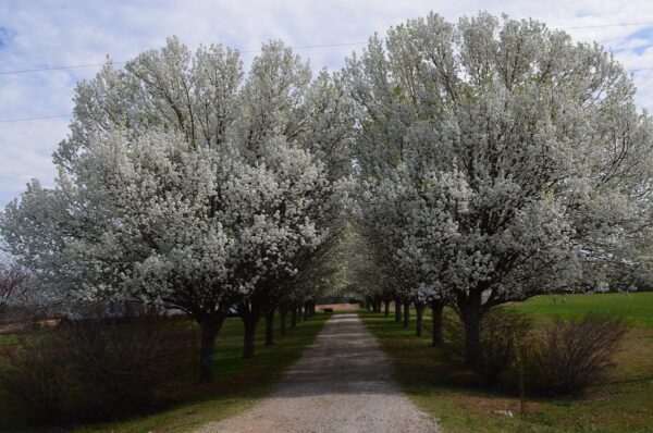 <i>Pyrus calleryana</i> 'Bradford' - Image 6