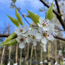 Pyrus calleryana 'Bradford' (Callery Pear) flowers.