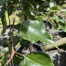 Pyrus calleryana 'Bradford' (Callery Pear) foliage.