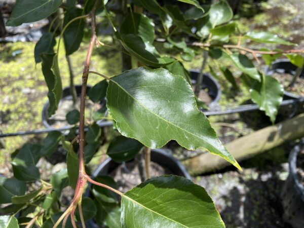 <i>Pyrus calleryana</i> 'Bradford' - Image 8