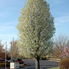 Pyrus calleryana 'Candelabra'