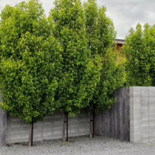 Pyrus calleryana 'Candelabra' Screening