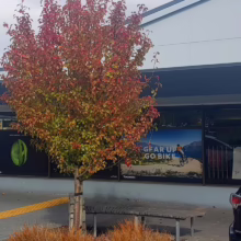 Pyrus calleryana 'Candelabra' Autumn Colour