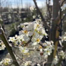 Pyrus calleryana 'Candelabra' Flower