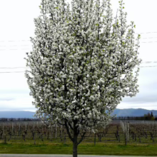 Pyrus calleryana 'Candelabra'