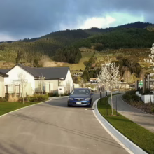 Pyrus calleryana 'Candelabra' Street