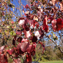 Pyrus calleryana 'Kea' (Callery Pear) autumn foliage.