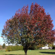 Pyrus calleryana 'Kea' (Callery Pear) autumn form.