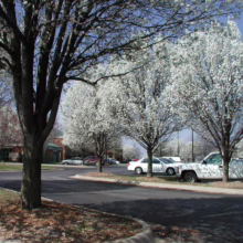 Pyrus calleryana 'Kea' (Callery Pear) flowering in carpark.