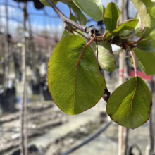 Pyrus calleryana 'Kea' (Callery Pear) summer leaf at Leafland.