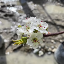 Pyrus calleryana 'Kea' (Callery Pear) flower at Leafland.