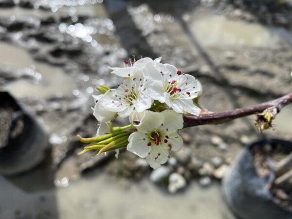 <i>Pyrus calleryana</i> 'Kea' - Image 5