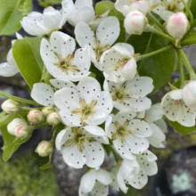 Close-up of a flowering pear tree branch, showcasing clusters of delicate white blossoms dotted with dark anthers and pale green leaves. Buds with pink tips promise more blooms.