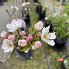 Close-up of pear tree blossoms, some still in pink bud form, others open with white petals and yellow stamens. Leaves are visible amongst the flowers. The tree is in a black pot, part of a nursery setting.