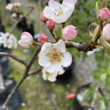 Close-up of pear blossoms, some open with white petals edged in pink, others still buds. The branch hints at spring's arrival.