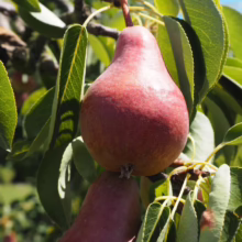Ripe red pears hang from a tree branch amidst lush green leaves, ready for harvest. The sun shines on the fruit, highlighting its vibrant color.