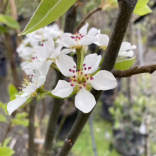 Close-up of pear tree blossoms, showcasing delicate white petals with distinctive red anthers. Buds and green leaves are visible on the branches.