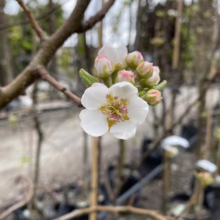 Close-up of a pear blossom, its white petals framing a green and pink center. Buds with pink tips surround the bloom, set against a blurred background of nursery trees in black pots.