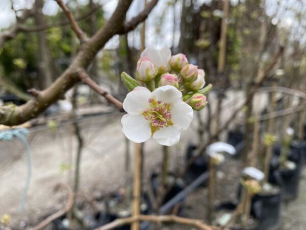 <i>Pyrus communis</i> 'Williams' Bon Chrétien' - Image 2